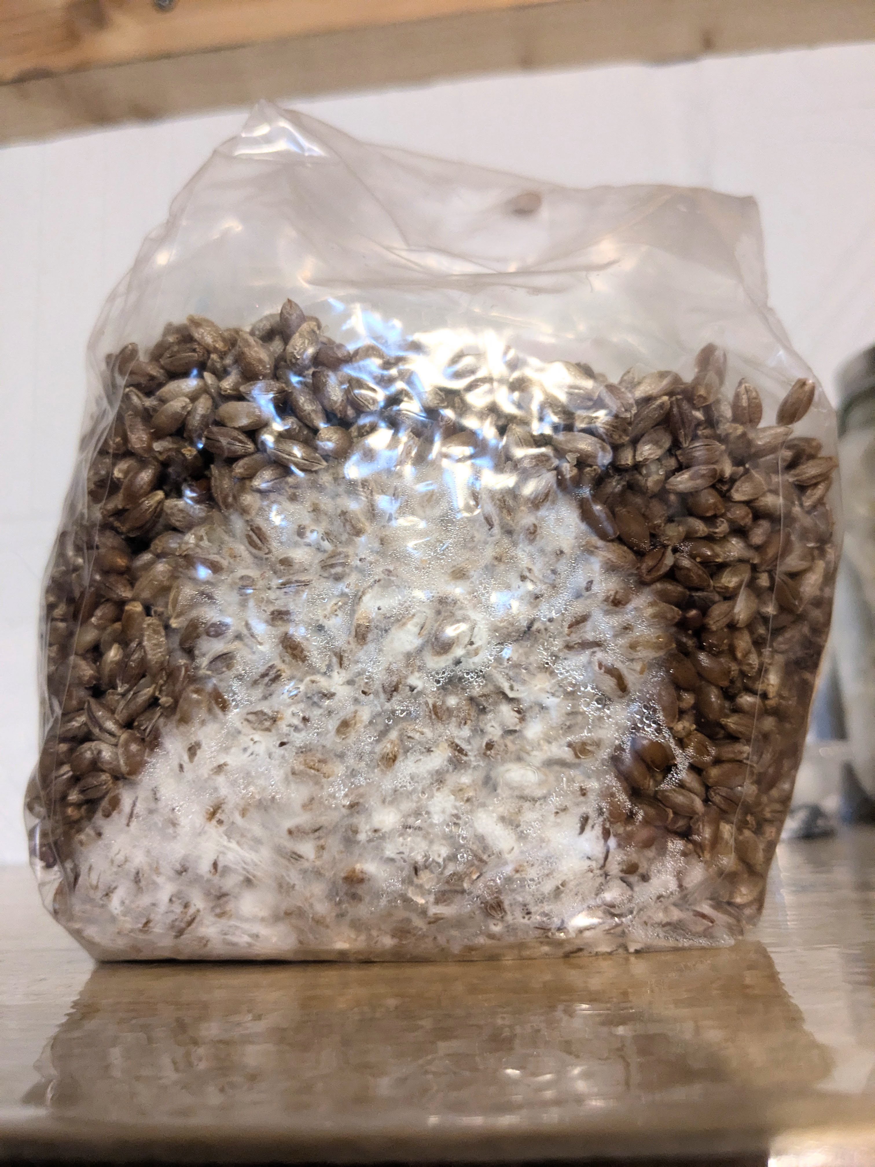 Substrate bags colonising